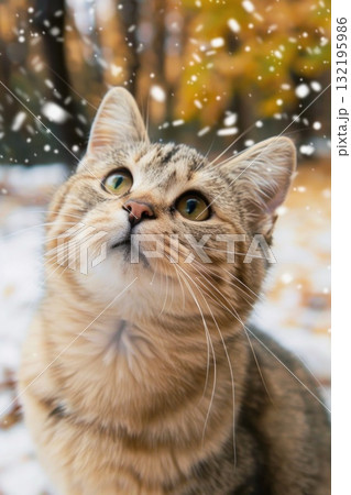 cute curious cat looking up in snow cute curious cat looking up in snow 132195986