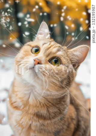 cute curious cat looking up in snow cute curious cat looking up in snow 132195987