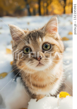 cute curious cat looking up in snow 132195991