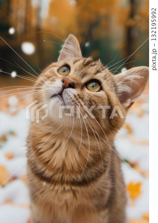 cute curious cat looking up in snow cute curious cat looking up in snow 132195992