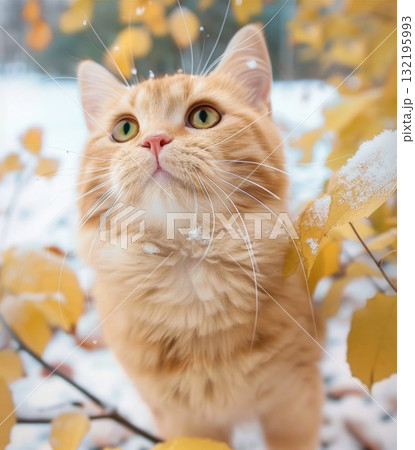 cute curious cat looking up in snow 132195993