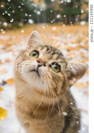 cute curious cat looking up in snow cute curious cat looking up in snow 132195998
