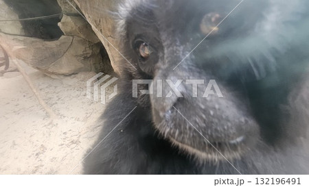 A vertical close-up portrait shows a pensive gibbon or ape with thick, shaggy silver-gray fur, whose face and body are partially obscured and framed by the vertical bars of an enclosure 132196491