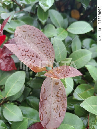 Close up of a plant with reddish brown and green leaves Close up of a plant with reddish brown and green leaves 132196494