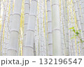 密集する新緑の竹林 132196547