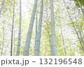 下から見上げた新緑の竹林と木漏れ日 132196548