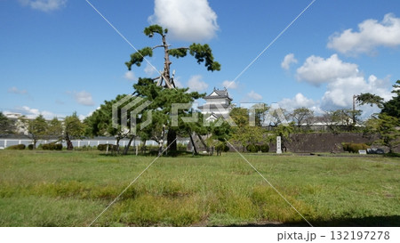 新発田城の奇跡の一本松 新発田城の奇跡の一本松 132197278