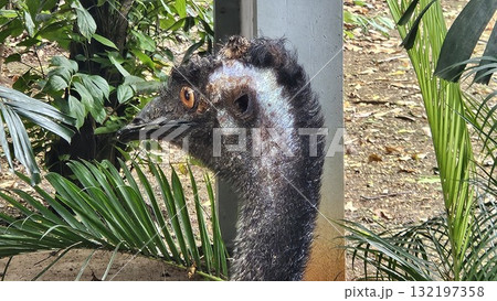 A striking, close-up portrait of a Cassowary shows.  132197358
