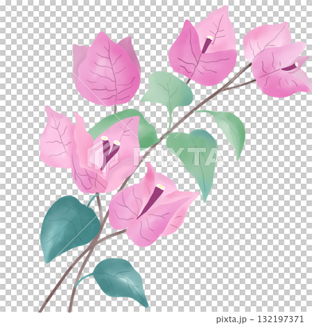 A delicate watercolor illustration of a pink bougainvillea flower with soft green leaves. Perfect for floral design projects, wedding invitations, greeting cards, botanical prints, and nature inspired 132197371