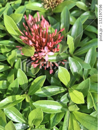 Vibrant red ixora flower cluster amidst lush green leaves Vibrant red ixora flower cluster amidst lush green leaves 132197596