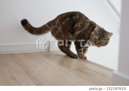 床の上で威嚇のポーズをとる猫 132197619