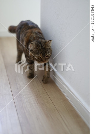 獲物を探してるブリティッシュショートヘアーの猫 132197648