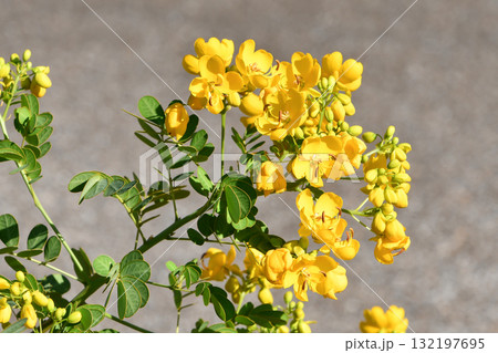 モクセンナ（センナ）　Scrambled Egg Tree 132197695