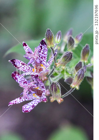ホトトギス Toad Lily ホトトギス Toad Lily 132197696
