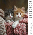 adorable kitten laying on a bed with a pink croched blanket 132198095