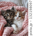 adorable kitten laying on a bed with a pink croched blanket 132198097