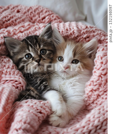 adorable kitten laying on a bed with a pink croched blanket adorable kitten laying on a bed with a pink croched blanket 132198097
