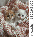 adorable kitten laying on a bed with a pink croched blanket 132198100
