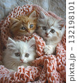 adorable kitten laying on a bed with a pink croched blanket 132198101