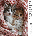 adorable kitten laying on a bed with a pink croched blanket 132198103