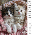 adorable kitten laying on a bed with a pink croched blanket 132198105