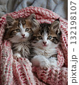adorable kitten laying on a bed with a pink croched blanket 132198107