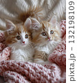 adorable kitten laying on a bed with a pink croched blanket 132198109