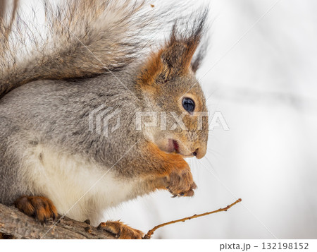 The squirrel with nut sits on tree in the winter or late autumn 132198152