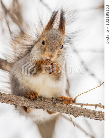 The squirrel with nut sits on tree in the winter or late autumn 132198153