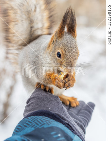 Squirrel eats nuts from a man's hand. Caring for animals in winter or autumn. Squirrel eats nuts from a man's hand. Caring for animals in winter or autumn. 132198155