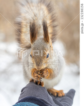 Squirrel eats nuts from a man's hand. Caring for animals in winter or autumn. Squirrel eats nuts from a man's hand. Caring for animals in winter or autumn. 132198156