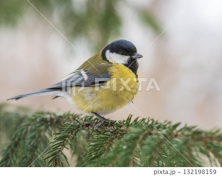 Cute bird Great tit, songbird sitting on the fir branch with snow in winter 132198159