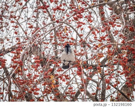 A hooded crow sitting on a tree A hooded crow sitting on a tree 132198160