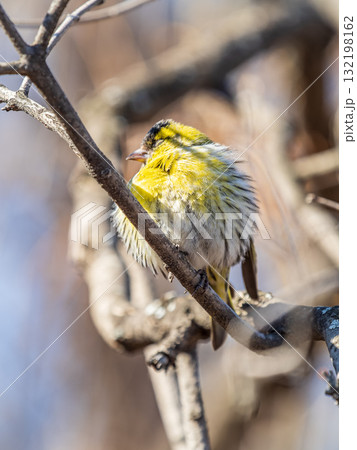 Eurasian siskin male, latin name spinus spinus, sitting on branch of tree. Cute little yellow songbird. 132198162