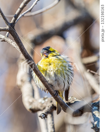 Eurasian siskin male, latin name spinus spinus, sitting on branch of tree. Cute little yellow songbird. Eurasian siskin male, latin name spinus spinus, sitting on branch of tree. Cute little yellow songbird. 132198163