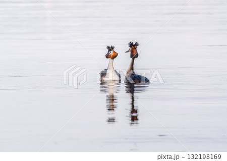 Mating games of two water birds Great Crested Grebes. Two waterfowl birds Great Crested Grebes swim in the lake with heart shaped silhouette Mating games of two water birds Great Crested Grebes. Two waterfowl birds Great Crested Grebes swim in the lake with heart shaped silhouette 132198169