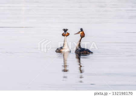 Mating games of two water birds Great Crested Grebes. Two waterfowl birds Great Crested Grebes swim in the lake with heart shaped silhouette 132198170
