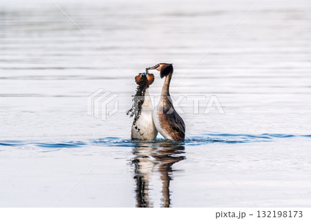 Mating games of two water birds Great Crested Grebes. Two waterfowl birds Great Crested Grebes swim in the lake with heart shaped silhouette 132198173