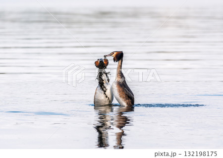 Mating games of two water birds Great Crested Grebes. Two waterfowl birds Great Crested Grebes swim in the lake with heart shaped silhouette Mating games of two water birds Great Crested Grebes. Two waterfowl birds Great Crested Grebes swim in the lake with heart shaped silhouette 132198175