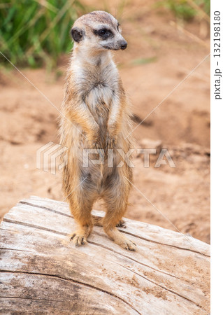 Meerkat, Suricata suricatta, on hind legs. Portrait of meerkat standing on hind legs with alert expression. Portrait of a funny meerkat sitting on its hind legs. Meerkat, Suricata suricatta, on hind legs. Portrait of meerkat standing on hind legs with alert expression. Portrait of a funny meerkat sitting on its hind legs. 132198180