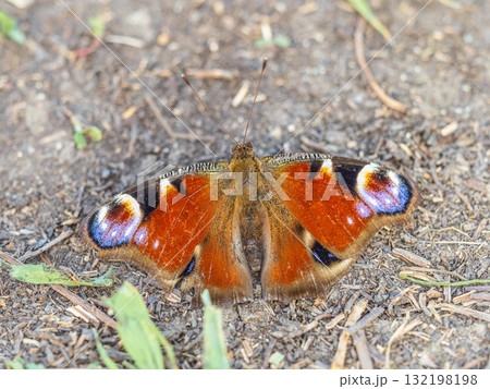 Peacock butterfly on the ground among the grass 132198198