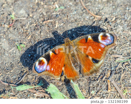 Peacock butterfly on the ground among the grass 132198199