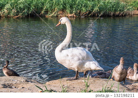 Wild swans with their offspring on a pond in the reeds. Incredibly beautiful nature and birds. 132198211