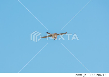 Common kestrel, Falco tinnunculus, hovered in the air in search of prey Common kestrel, Falco tinnunculus, hovered in the air in search of prey 132198216