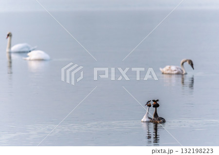 Mating games of two water birds Great Crested Grebes. Two waterfowl birds Great Crested Grebes swim in the lake with heart shaped silhouette Mating games of two water birds Great Crested Grebes. Two waterfowl birds Great Crested Grebes swim in the lake with heart shaped silhouette 132198223
