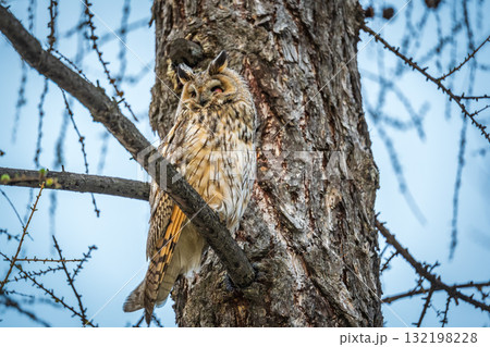 Long-eared owl (Asio otus), looking forward with wide opened eyes Long-eared owl (Asio otus), looking forward with wide opened eyes 132198228