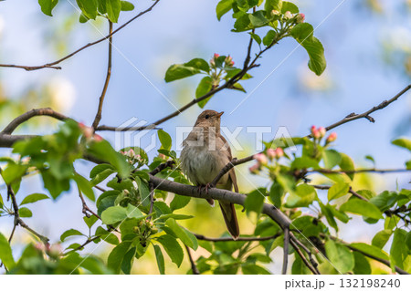 Thrush Nightingale, Luscinia luscinia. A bird sits on a tree branch and sings Thrush Nightingale, Luscinia luscinia. A bird sits on a tree branch and sings 132198240