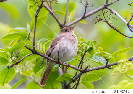 Thrush Nightingale, Luscinia luscinia. A bird sits on a tree branch and sings Thrush Nightingale, Luscinia luscinia. A bird sits on a tree branch and sings 132198247