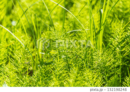 Wood horsetail (Equisetum sylvaticum) growing in the forest close up. Equisetum arvense, the field horsetail or common horsetail. Perennial herb Wood horsetail (Equisetum sylvaticum) growing in the forest close up. Equisetum arvense, the field horsetail or common horsetail. Perennial herb 132198248