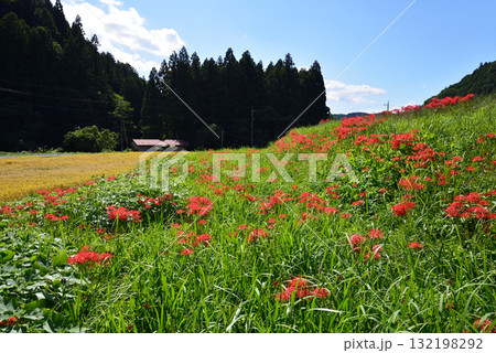 蓑沢(みのざわ)彼岸花公園 2025-9-27 #58 蓑沢(みのざわ)彼岸花公園 2025-9-27 #58 132198292
